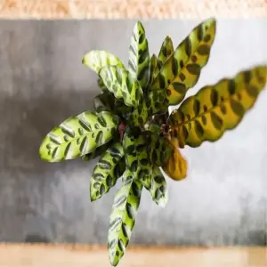 Cây Đuôi Phụng mang may mắn và tài lộc cho gia đình