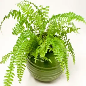 Chiêm ngưỡng bộ sưu tập ảnh Cây Dương Xỉ xanh mướt mắt