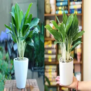 Tổng hợp ảnh cây hợp mệnh kim thu hút vượng khí tốt nhất