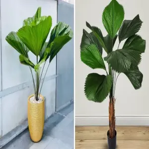 Khám phá bộ sưu tập ảnh cây hợp mệnh thủy thu hút vận may