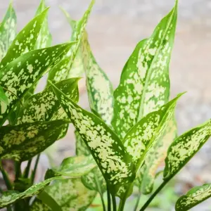 Cây Huy Hoàng để bàn mang tài lộc và may mắn