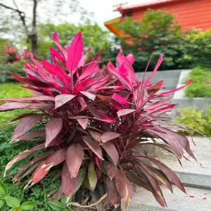 66+ ảnh cây Huyết Dụ đẹp lạ khiến giới chơi cây xôn xao