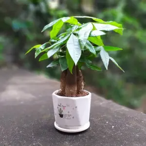 Chiêm ngưỡng ảnh Cây Kim Ngân phong thủy giúp gia chủ giàu