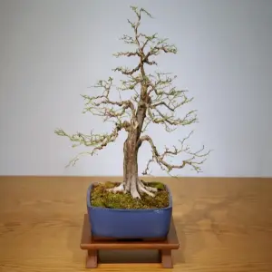 Nghệ thuật tạo hình cây kim quýt bonsai đẹp, sành điệu nhất