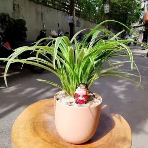 Cây Lan Chi để bàn trang trí nội thất cực đẹp cho người yêu cây