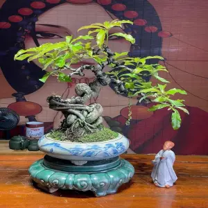 Những tác phẩm cây lộc vừng bonsai nghệ thuật đẳng cấp nhất