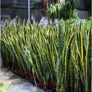 Ngắm nhìn những ảnh Cây Lưỡi Hổ phong thủy thu hút tài lộc