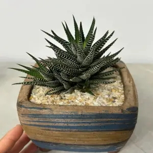 Cây Móng Rồng mini trang trí bàn làm việc cực ấn tượng