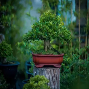 Những tác phẩm cây nguyệt quế bonsai đẹp ngất ngây