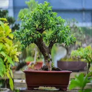 Những tác phẩm cây ổi bonsai nghệ thuật đẹp, sành điệu nhất