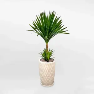 Cây Phát Tài Núi có hợp mệnh phong thủy của bạn hay không