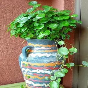 Vẻ đẹp cây rau má cảnh khiến dân mê cây phát cuồng