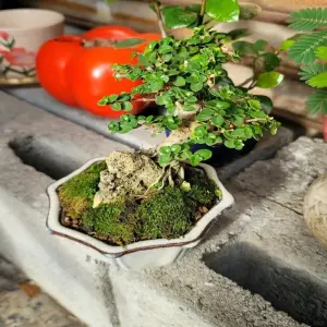 Cây Sam Hương mini xu hướng cây cảnh nhỏ được săn đón