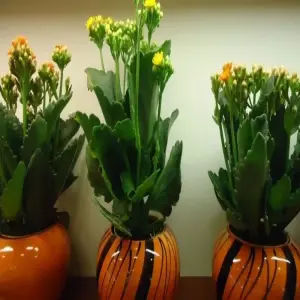 Ngắm nhìn album ảnh Cây Sống Đời phong thủy cực ấn tượng