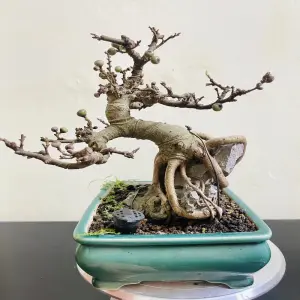 Những tác phẩm cây sung bonsai nghệ thuật mang lại tài lộc