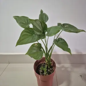 Ngắm ảnh cây tai phật độc đáo gây sốt giới chơi cây cảnh mini