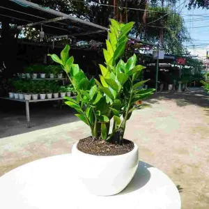 Cây tặng khai trương siêu ý nghĩa mong chúc gia chủ thành đạt