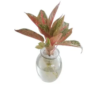 Cây Thịnh Vượng phong thủy mang lại may mắn bền lâu