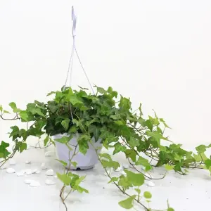 Top những hình ảnh Cây Thường Xuân phong thủy tài lộc