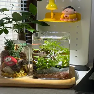 Hình ảnh cây thủy sinh mini làm sáng bừng góc nhỏ