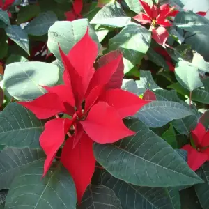 Cây Trạng Nguyên biểu tượng học hành đỗ đạt và thành công