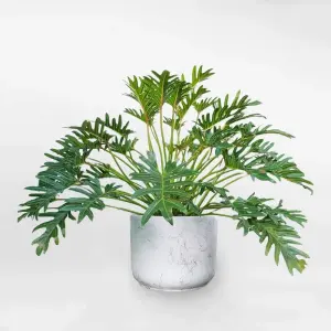 Chiêm ngưỡng bộ sưu tập ảnh Cây Trầu Bà phong thủy rước lộc