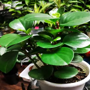 55+ ảnh cây trường sinh đẹp lạ thu hút giới chơi cây cảnh