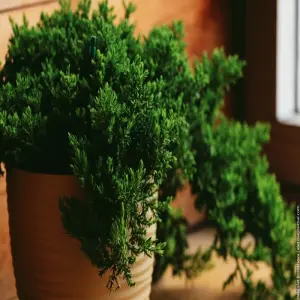 Bộ ảnh cây Tùng Bồng Lai nhỏ đẹp hút tài lộc mọi không gian