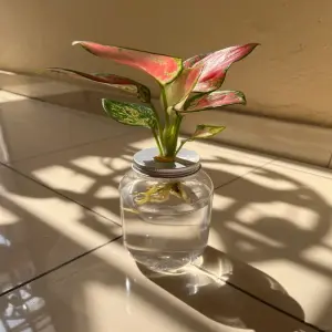 99+ ảnh cây Vạn lộc lá đỏ xanh ấn tượng cho không gian sống