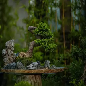 Những dáng cây bonsai nghệ thuật nâng tầm giá trị kiệt tác