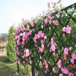 Giàn hoa đẹp mang đến cảm hứng không gian đầy màu sắc