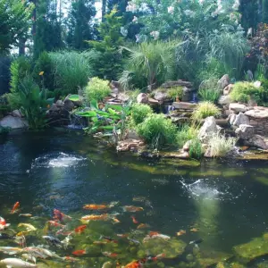 150+ Mẫu hồ cá koi đẹp chuẩn phong thủy rước tài lộc