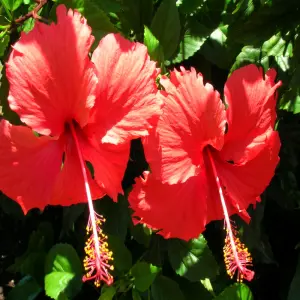 Chiêm ngưỡng hình ảnh hoa dâm bụt rực rỡ đầy cuốn hút