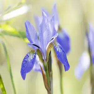 Chiêm ngưỡng 1001+ ảnh hoa diên vĩ đẹp bí ẩn gây tò mò