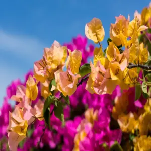 Hoa giấy ngũ sắc thu hút ánh nhìn ngay từ khoảnh khắc đầu