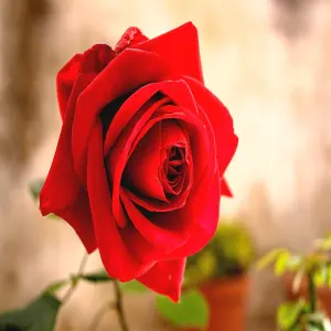 Khám phá hoa hồng qua hình ảnh giàu cảm xúc thị giác