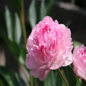 Tuyển chọn 1001+ hình ảnh hoa mẫu đơn đẹp sang trọng