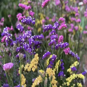 Hình ảnh hoa salem nhẹ nhàng nhưng khiến người mê mẩn