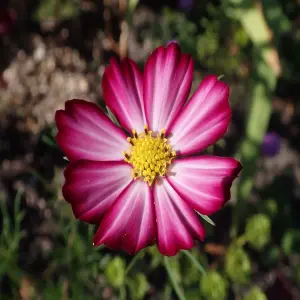 Cập nhật 101+ hình ảnh hoa sao nhái nhẹ nhàng và cuốn hút