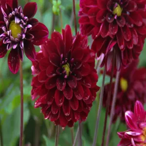 Khám phá vẻ đẹp hoa thược dược qua loạt ảnh ấn tượng