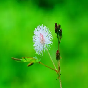 Ảnh hoa trinh nữ khiến nhiều người không khỏi ngạc nhiên