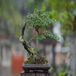 Những tác phẩm linh sam bonsai nghệ thuật đẳng cấp nhất