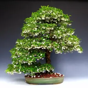 Những tác phẩm mai chiếu thủy bonsai nghệ thuật độc đáo