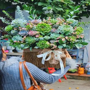 Ảnh quà tặng sen đá độc đáo khiến ai nhận cũng thích