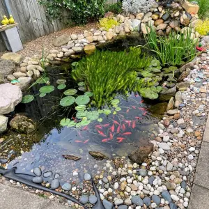 25+ mẫu sân vườn có ao cá đẹp mê mẩn cho không gian sống