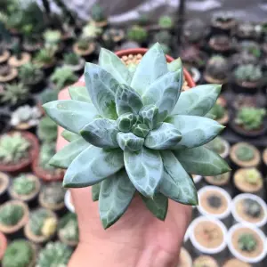 Chiêm ngưỡng ảnh sen đá Kim Cương đẹp như đá quý tự nhiên