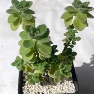 Ảnh sen đá lá thơm tạo cảm giác thư giãn nhẹ nhàng