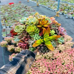 Bộ ảnh sen đá mini được săn đón nhiều nhất hiện nay