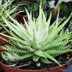 Bộ ảnh sen đá móng rồng độc đáo trong thế giới cây nhỏ