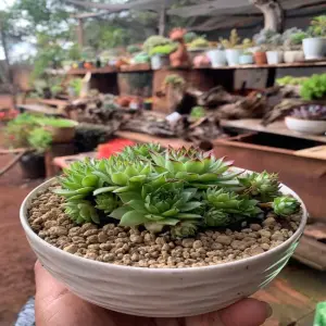 Ảnh sen đá Phật Bà tinh xảo trong thế giới cây cảnh nhỏ